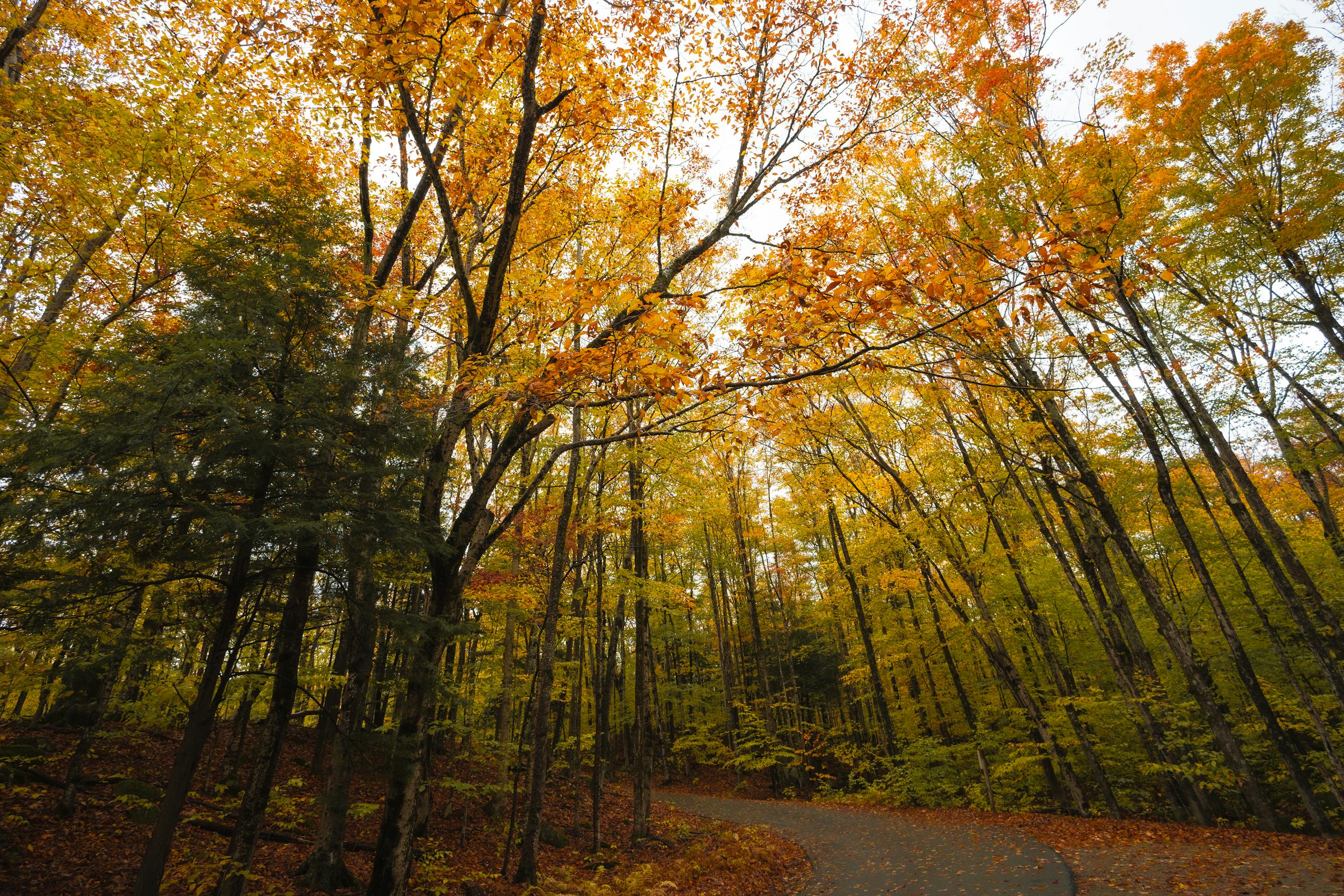 Beautiful Autumn Views in Franconia Notch State Park